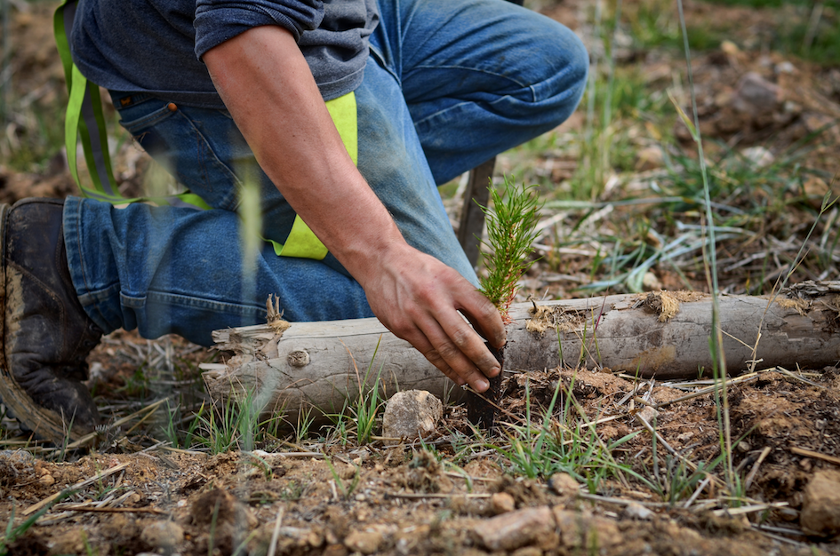 Field worker inspecting soil