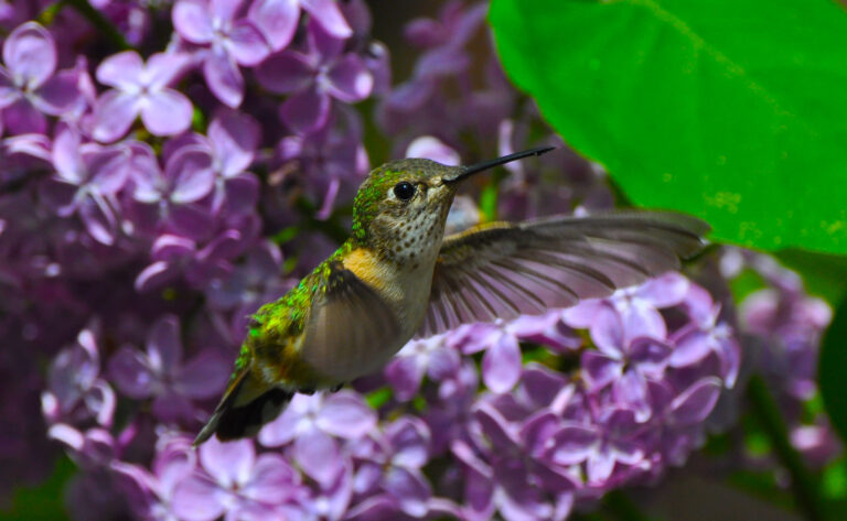 It is Hummingbird Season