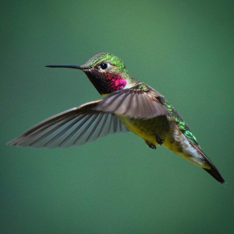 The Calliope Hummingbird