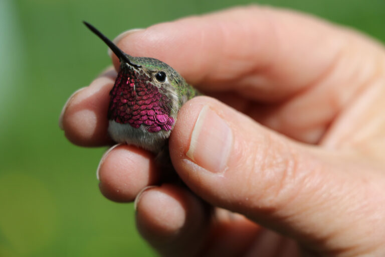 Hummingbird Research in Idaho
