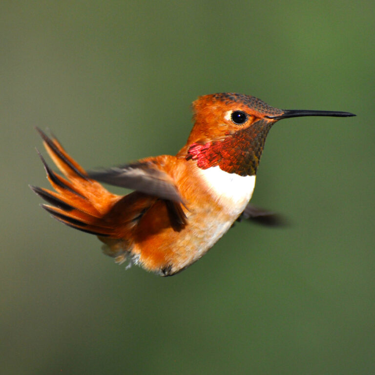 The Rufous Hummingbird